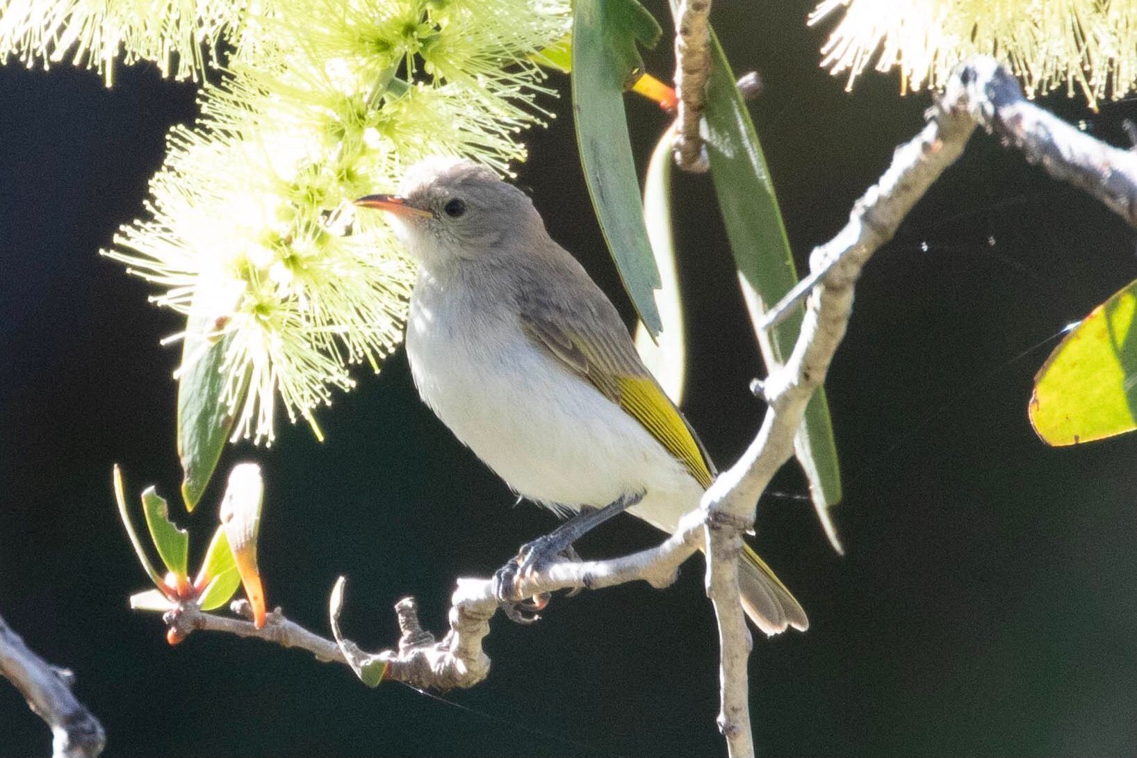 Juvenile